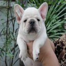 -----FRENCH BULLDOG-----เพศผู้ ***(Sold out)***