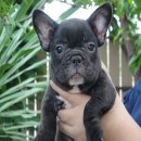 ----FRENCH BULLDOG----(เพศเมีย)***(ขายแล้วครับ)***