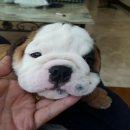 Female bulldog puppy for sale