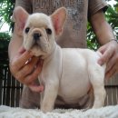 -----FRENCH BULLDOG----- เพศผู้***(ขายแล้วครับ)***