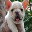 ----FRENCH BULLDOG----เพศผู้ สีครีม***(ขายแล้วครับ)***