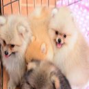 FYPOM KENNEL ขายลูกสุนัข ทุกอายุ ทุกเพศ หลากหลายสี หลากหลายไซส์ มีใบเพ็ดดิกรี