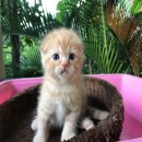 เปิดจอง น้องแมว หูพับสวย พันธุ์ Scottish Fold พันธุ์แท้มีใบเพดการันตีค่ะ