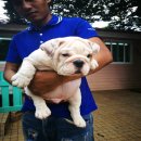 ขายลูกบูลด็อกเพศผู้เกรดประกวด ชุดใหม่เดือนสิงหาคม2017 bigbonebulldog