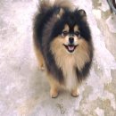 Pomeranian for sale