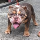 Klomdig bulldog พ่อพันธุ์บลูด็อกนำเข้าจากอเมริกา สายเลือดสี Lilac tri และพ่อพันธ...