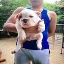 ขายลูกบูลด็อกสายเลือดแกรนอเมริกันแชมป์เพศผู้ bigbonebulldog