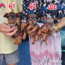 ลูกมิเนียเจอร์แท้สวยๆ(ผู้และเมีย) เกรด A ชุดที่ 175 จาก kankarn club***หมด