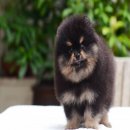 FYPOM KENNEL ขายน้อง Rabbie สีแบล็คแทน เพศผู้ ไซส์มาตรฐาน โครงสร้างดี ขนแน่นสองช...