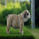 BULLDOG เพศเมีย สวยๆ สายเลือดเยี่ยม