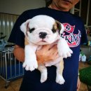 เปิดจองลูกสุนัขเกรดshow qualityชุดใหม่จาก Bigbonebulldog