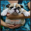 ลูก Bulldog โครงสร้างสวย สายเลือดดีๆ ราคาไม่แพงครับ