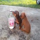 มินิเจอร์ ไซค์จิ๋๋วแท้เพศผู้ สวยแข็งแรงน่ารัก*ย้ายบ้านหมดแล้ว*