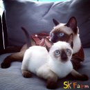 (ลูกแมววิเชียรมาศ Siamese Cat ) แมวมงคลไทยโบราณสายพันธุ์ไทยวิเชียรมาศ (จดทะเบียน...
