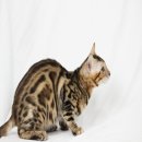 Bengal หลายตัว รอผู้ใหญ่ใจดีรับไปดูแลนะคะ4