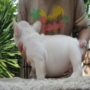 FRENCH BULLDOG เพศผู้ สีครีม ***(ขายแล้วครับ)***