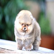 Fluke's Pomeranian สุนัขฟาร์มสุนัขเกรดประกวด มีลูกสุนัขจำหน่ายตลอดปี