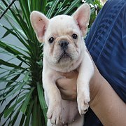 -----FRENCH BULLDOG-----(เพศเมีย)สีครีม***(ขายแล้วครับ)