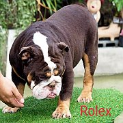 พ่อพันธุ์บูลด็อกหนุ่ม "Rolex" เปิดรับผสมแล้ว ราคาไม่แพง 