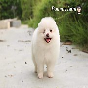 Pommyfarm จำหน่ายลูกปอมเมอเรเนียน หน้าหมี เกรดสวยๆ ราคาเบาๆ บริการจัดส่งทั่วประเ...