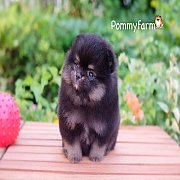 Pommyfarm จำหน่ายลูกปอม หน้าหมี เกรดสวย ราคาเบาๆ บริการจัดส่งทั่วประเทศ