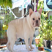 แบ่งขาย เฟรนช์ บูลด็อก Frenchbulldog อายุ 1 ปี ราคาถูก