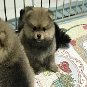 MUMU’S POM ลูกชายไทยแลนด์แชมป์!! เพศผู้ สุขภาพดี ขนแน่น หน้าหมี คุณJacob