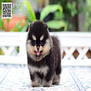 FYPOM KENNEL ขายน้อง Alice เพศเมีย สี Black & Tan ไซส์มินิ น่ารัก โครงสร้างด...