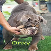 "Onxy" พ่อพันธุ์บูลด็อกสี Lilac นำเข้าจากอเมริกา เปิดรับผสม สนใจติดต่อ...