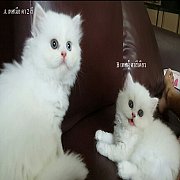 ขายลูกแมวเปอร์เซียแท้ หน้าตุ๊กตา สีขาวจั๊ว อายุ 2 เดือน (สัตวแพทย์ขายเอง)