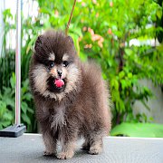 Fypom kennel แบ่งขาย น้องปอม เพศผู้ สีแบล็คแทน น่ารัก โครงสร้างดี ขนแน่น 2 ชั้น...