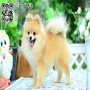 Fypom kennel แบ่งขาย น้องปอม เพศผู้ อายุ 1 ปีขึ้นไป