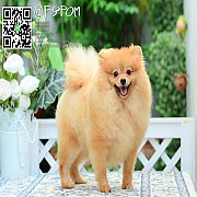 Fypom kennel แบ่งขาย น้องปอม เพศผู้ อายุ 1 ปีขึ้นไป