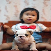 ลูกสุนัข BULLDOG สวยๆ สายเลือดแชมป์