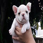 -----FRENCH BULLDOG-----เพศผู้***(ขายแล้ว)***