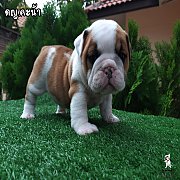 เด็กหญิง บลูด็อก หาบ้านคะ ( english bulldog for sale )