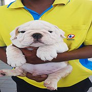 Bulldog puppy for sale [อีสานราคาพิเศษ]