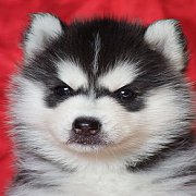ขายลูกสุนัขไซบีเรียน ฮัสกี้  เกรดพรีเมียมเน้นคัดสายพันธุ์ที่ดี มาที่allbestk.com