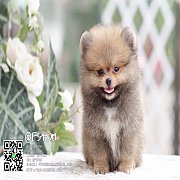 FYPOM KENNEL ขายน้อง Fy's autumn เพศผู้ สี Orange หน้าตาน่ารัก โครงสร้างดี ขนแน่...