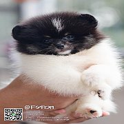 FYPOM KENNEL ขายน้องเพศเมีย สี prati black & tan หน้าตาน่ารัก โครงสร้างดี