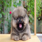 FYPOM KENNEL ขายน้อง Fy's caramel frappuccino เพศผู้ สี Orange หน้าตาน่ารัก