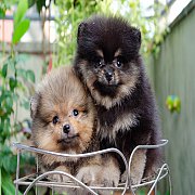 FYPOM KENNEL ขายน้อง Fy's double chocolate chip frappe เพศเมีย สี orange หน้าตาน...