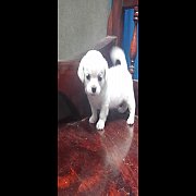 ขายลูกสุนัข ชิสุ+แจ๊กฯ สีขาว 1900 บาท! คุยได้