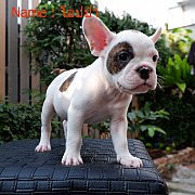 french bull dog 