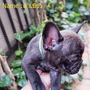 french bull dog 