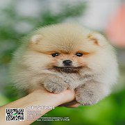 FYPOM KENNEL ขายน้อง Fy's chihiro เพศผู้ สี Orange หน้าตาน่ารัก โครงสร้างดี ขนแน...