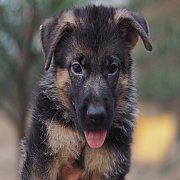 ขายน้องหมา เยอรมันเชฟเฟิร์ดแท้100% อายุ3เดือน สายเลือดดี ทำวัคซีนให้ พร้อมใบทะเบ...