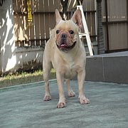  แบ่งขายแม่ FRENCH BULLDOG ***ขายแล้ว***