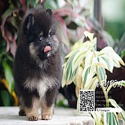 FYPOM KENNEL ขายน้อง Fy's "Mallo cup" เพศผู้ สี Black&Tan หน้าตาน่...