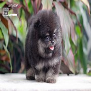 FYPOM KENNEL ขายน้อง Fy's "Porsche" ,male เพศผู้ สี Black&Tan หน้า...